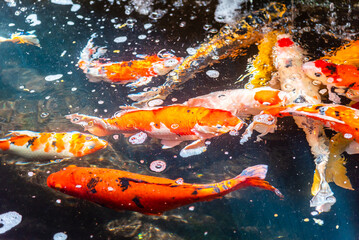 Beautiful koi fish. Farm work. Closed system. ornamental fish for export.