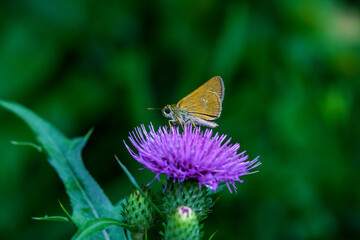 花の上のセセリチョウ