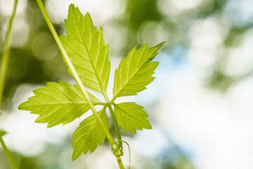 新しい若葉の葉脈