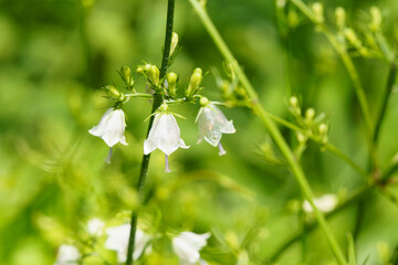 可愛い白い花のホタルブクロ