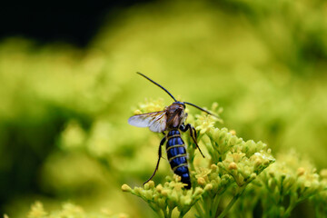 花の蜜を集める蜂