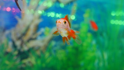 goldfish swimming in the aquarium with clear water, looks very beautiful