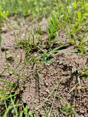 A new anthill on a new lawn on a sunny summer day.