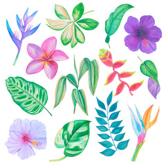 Exotic tropical flowers and leaves, colorful tropical clipart set © Liia Lonn