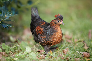 Small young brown rooster from Poland chicken