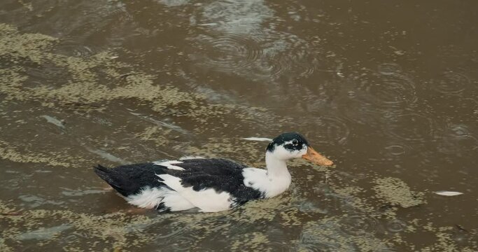 White domestic geese and ducks swim in pond on farm. Natural agriculture, private farmstead and production of eco products. Latin, international name of birds is Anser anser and Anas platyrhynchos