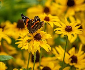 Red admiral butterflu in summer