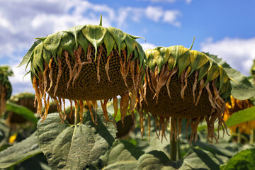 Verwelkte Sonnenblumen