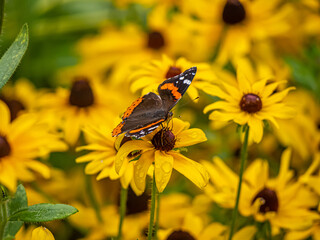Red admiral butterflu in summer