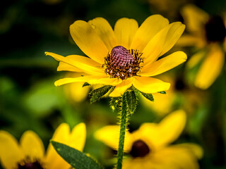 Rudbeckia hirta, black-eyed Susan,