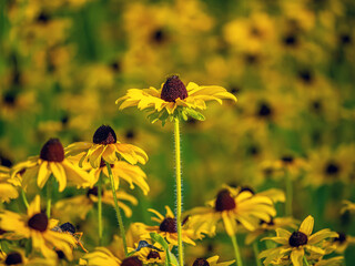 Rudbeckia hirta, black-eyed Susan,