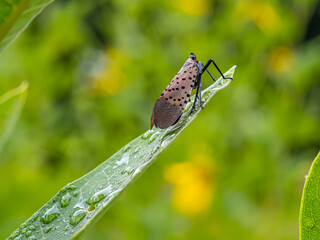spotted lanternfly ,Lycorma delicatula