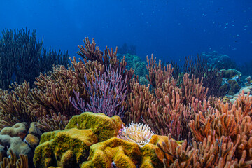 Caribbean coral garden