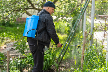 Farmer spraying vegetable green plants in the garden with herbicides, pesticides or insecticides