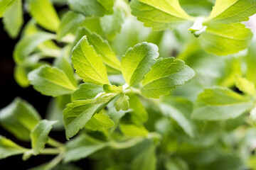 Stevia green leaves on nature background.