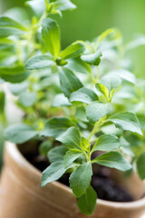 Stevia green leaves on nature background.