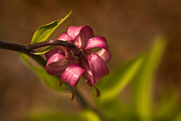 Closeup of a Martagon Lily