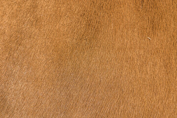 cow leather - real natural fur