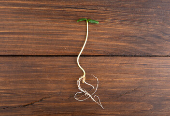 Seedlings growing.Macro photo of cucumber little seedlings.