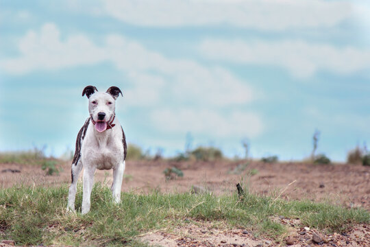 Dog standing on sand hills by the Hunter River