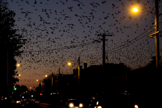 Bats flying over the main street of town at night
