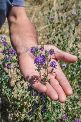 Farmer's hand holding a bush of alfalfa