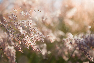 Fluffy pink grass covered in dew in the morning light