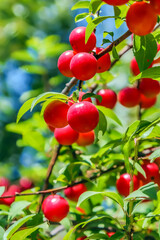 Red cherry plum ripen on a branch. Small red fruits on the branches of a shrub.