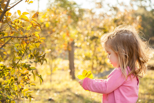 Little girl looking at the yellow autumn leaves
