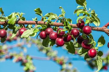 Red cherry plum ripen on a branch. Small red fruits on the branches of a shrub.