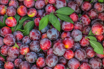 Fresh local plums.Crop of beautiful bright plums as background.