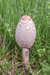 Toadstool mushrooms in nature in green grass. Hallucinogenic mushrooms.
