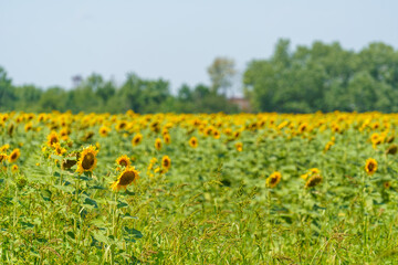 Sunflower flower in the field. Sunflower field. Sunflower closeup. Sunflower