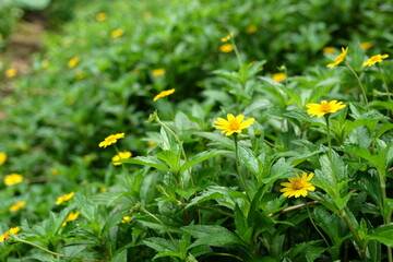 yellow dandelions in a field