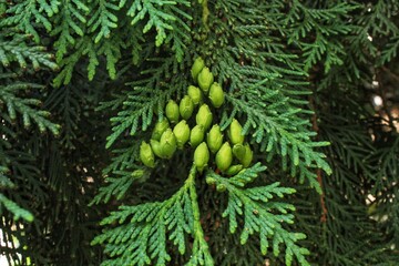 Green branches and cones of thuja trees. Evergreen chinese cypress tui coniferous. Thuya juniper...