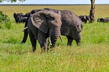 Fototapeta premium Elephant herds and their calves in the beautiful landscapes of the African savannah 