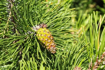 Cone of mountain pine tree Pinus Mugo with buds, long branch and coniferous. Mughus pumilio cultivar dwarf in rock park. Composition for holiday christmas card. Nature botanical concept. Close-up