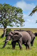 Fototapeta premium Elephant herds and their calves in the beautiful landscapes of the African savannah 