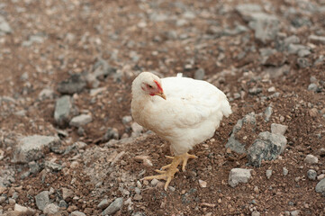 White chicken close-up. Free range chicken. Ecological farming.