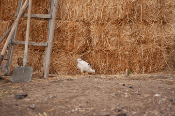 Haystack in the village. Farmer's tools. The chicken walks in the village.