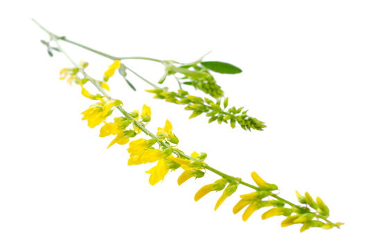 Melilotus officinalis isolated on white background. Sweet clover yellow isolated on white background. Medicinal, honey plant. Yellow Melilotus officinalis, sweet clover, isolated on white background.