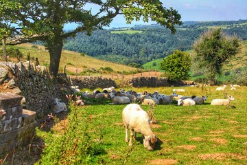 Sheep under a tree