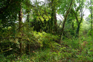 Erdeven forest in Brittany region
