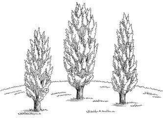 Poplar tree grove graphic black white landscape sketch illustration vector 
