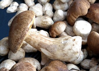 tasty edible mushrooms Boletus edulis from forest