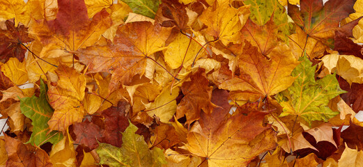 Naklejka na ściany i meble Multicolored textured yellow, orange, red and green dried maple leaves on a wooden background. Autumn concept. Wide view