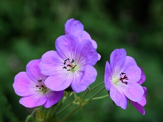 purple flowers of geranium plants in park