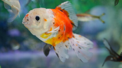 Obraz premium goldfish swimming in the aquarium with clear water, looks very beautiful