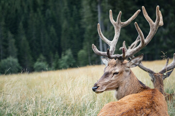 Mighty adult deer sitting on a meadow. Majestic male deer lying in the grass of a field in the mountains. Wild animals, wildlife protection and hunting trophies. Portrait of ruminant with large horns.