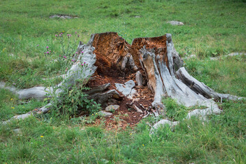 Old dead stump. Cut tree hollowed out and eroded by termites. Nature cycle.